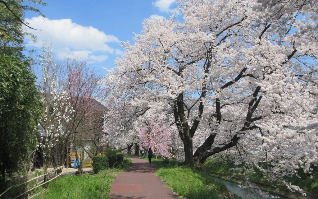 Fukui Sakura Marathon