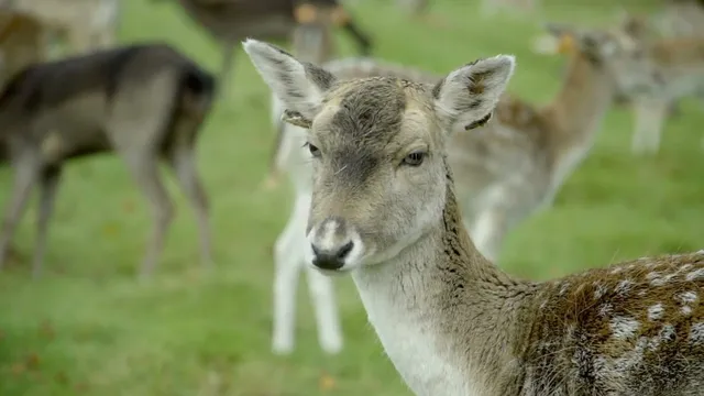Irish Life Dublin Marathon Dublin Introduction video thumbnail